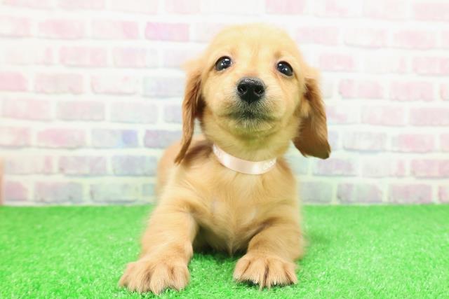 栃木県のカニンヘンダックスフンド(ロング) (Coo&RIKUFKDインターパーク店/2025年11月25日生まれ/女の子/クリアレッド)の子犬の1枚目の画像