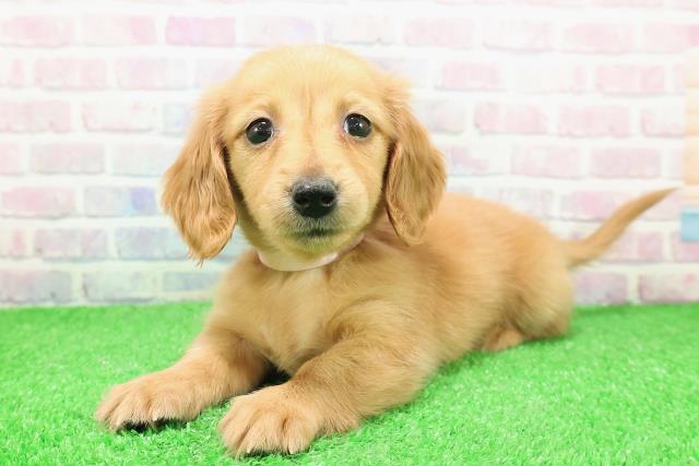 栃木県のカニンヘンダックスフンド(ロング) (Coo&RIKUFKDインターパーク店/2025年11月25日生まれ/女の子/クリアレッド)の子犬の2枚目の画像