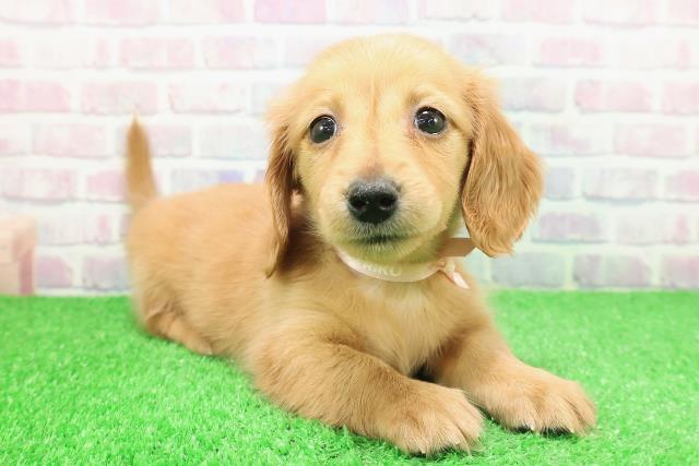 栃木県のカニンヘンダックスフンド(ロング) (Coo&RIKUFKDインターパーク店/2025年11月25日生まれ/女の子/クリアレッド)の子犬の3枚目の画像