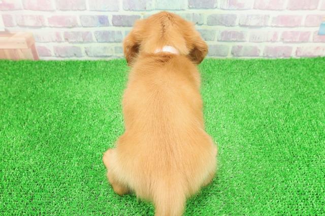 栃木県のカニンヘンダックスフンド(ロング) (Coo&RIKUFKDインターパーク店/2025年11月25日生まれ/女の子/クリアレッド)の子犬の4枚目の画像