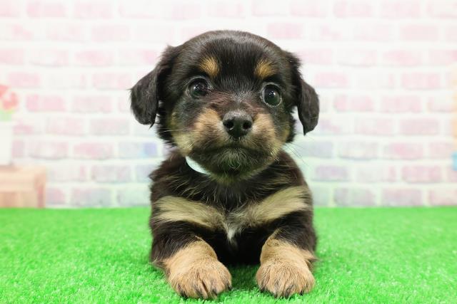 神奈川県のチワックス(チワワ×ダックス) (Coo&RIKU藤沢店/2025年11月27日生まれ/男の子/ブラックタン)の子犬の1枚目の画像