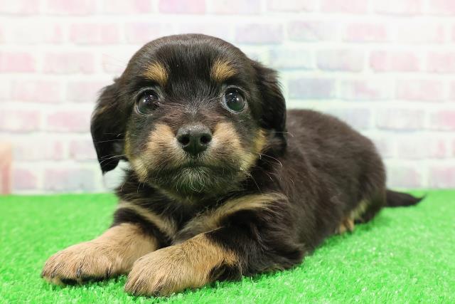 神奈川県のチワックス(チワワ×ダックス) (Coo&RIKU藤沢店/2025年11月27日生まれ/男の子/ブラックタン)の子犬の2枚目の画像