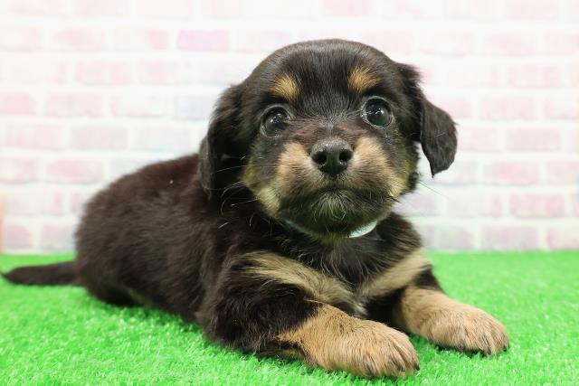 神奈川県のチワックス(チワワ×ダックス) (Coo&RIKU藤沢店/2025年11月27日生まれ/男の子/ブラックタン)の子犬の3枚目の画像