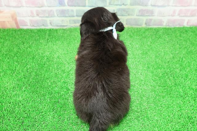 神奈川県のチワックス(チワワ×ダックス) (Coo&RIKU藤沢店/2025年11月27日生まれ/男の子/ブラックタン)の子犬の4枚目の画像