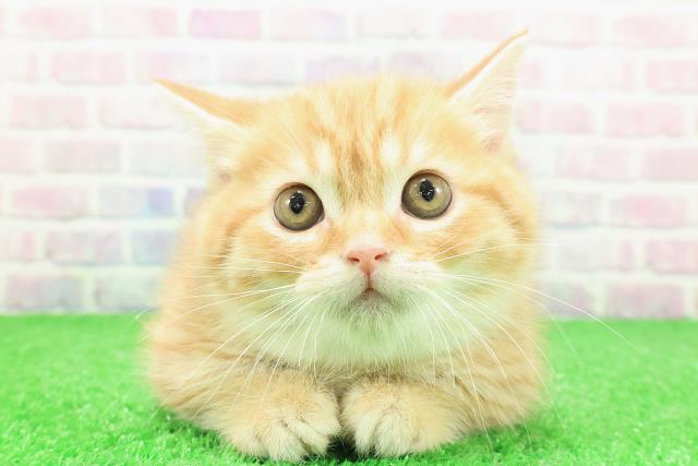 東京都のミヌエット (Coo&RIKU福生店/2025年11月23日生まれ/女の子/レッドタビー)の子猫の1枚目の画像