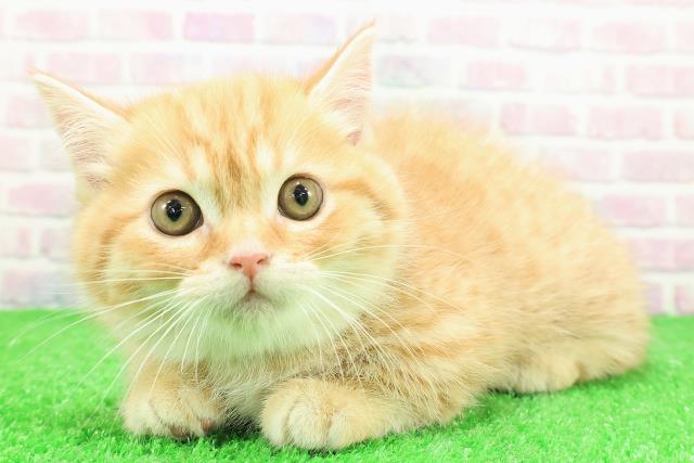 東京都のミヌエット (Coo&RIKU福生店/2025年11月23日生まれ/女の子/レッドタビー)の子猫の2枚目の画像