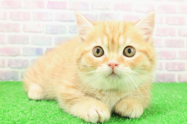 東京都のミヌエット (Coo&RIKU福生店/2025年11月23日生まれ/女の子/レッドタビー)の子猫の3枚目の画像