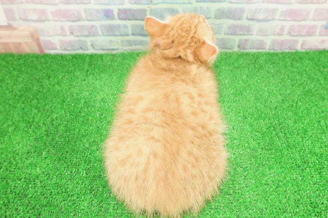 東京都のミヌエット (Coo&RIKU福生店/2025年11月23日生まれ/女の子/レッドタビー)の子猫の4枚目の画像