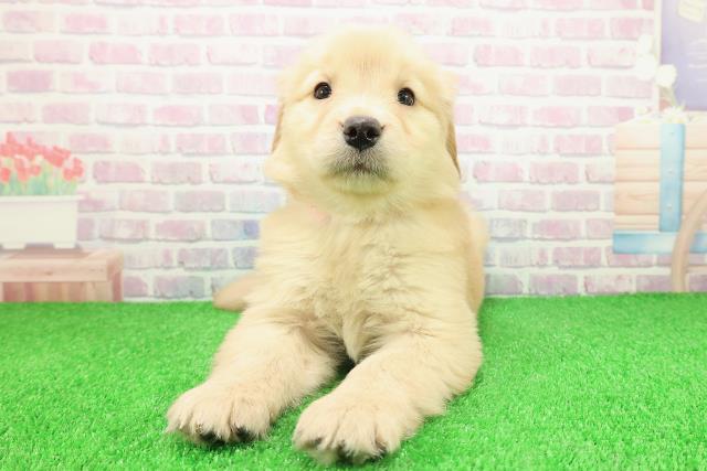 栃木県のゴールデンレトリバー (Coo&RIKU宇都宮店/2025年11月23日生まれ/女の子/ゴールデン)の子犬の1枚目の画像