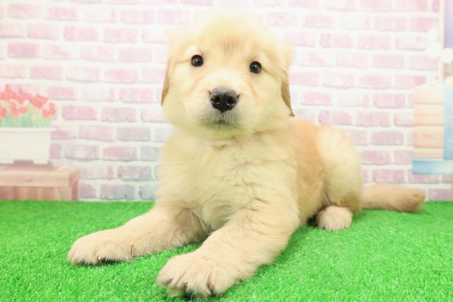 栃木県のゴールデンレトリバー (Coo&RIKU宇都宮店/2025年11月23日生まれ/女の子/ゴールデン)の子犬の2枚目の画像