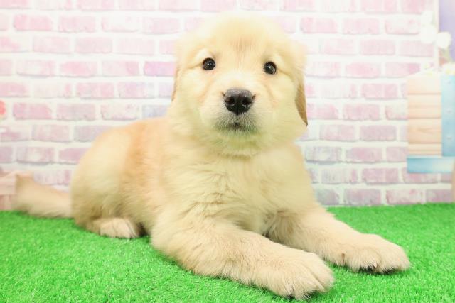 栃木県のゴールデンレトリバー (Coo&RIKU宇都宮店/2025年11月23日生まれ/女の子/ゴールデン)の子犬の3枚目の画像