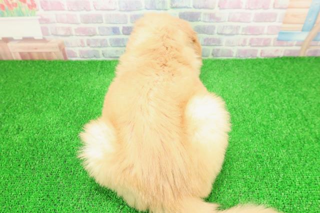 栃木県のゴールデンレトリバー (Coo&RIKU宇都宮店/2025年11月23日生まれ/女の子/ゴールデン)の子犬の4枚目の画像