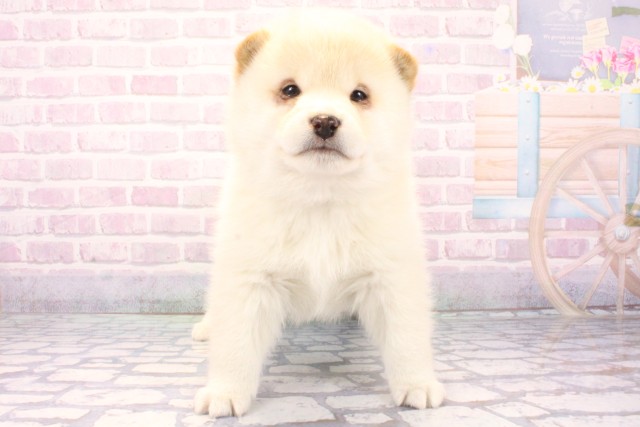 滋賀県の柴犬(標準サイズ) (Coo&RIKU東近江店/2025年11月25日生まれ/女の子/白)の子犬の1枚目の画像