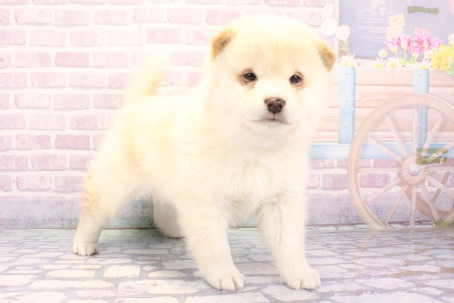 滋賀県の柴犬(標準サイズ) (Coo&RIKU東近江店/2025年11月25日生まれ/女の子/白)の子犬の2枚目の画像