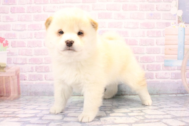 滋賀県の柴犬(標準サイズ) (Coo&RIKU東近江店/2025年11月25日生まれ/女の子/白)の子犬の3枚目の画像