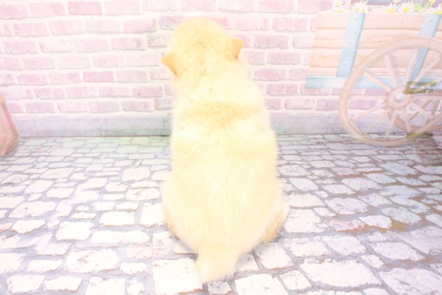 滋賀県の柴犬(標準サイズ) (Coo&RIKU東近江店/2025年11月25日生まれ/女の子/白)の子犬の4枚目の画像