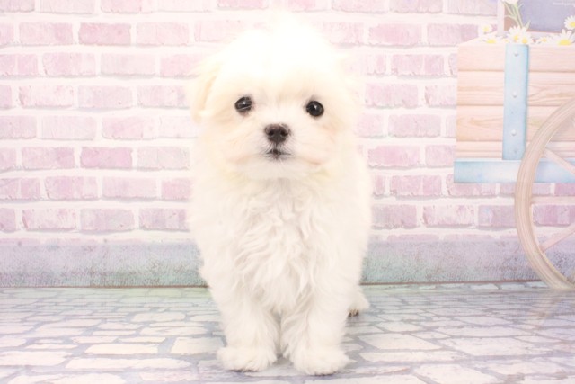 大阪府のマルチーズ (Coo&RIKU天王寺店/2025年11月23日生まれ/女の子/ホワイト)の子犬