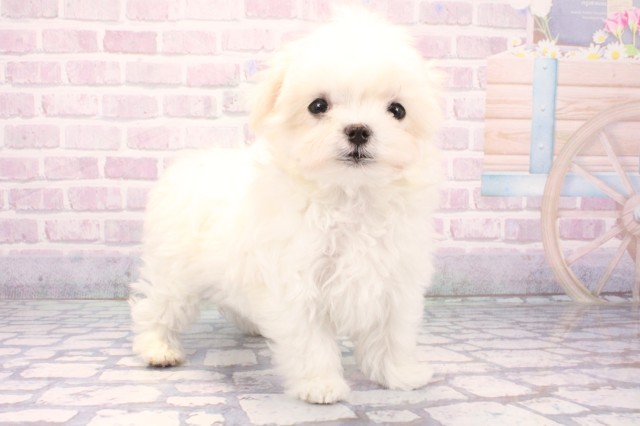 大阪府のマルチーズ (Coo&RIKU天王寺店/2025年11月23日生まれ/女の子/ホワイト)の子犬の2枚目の画像