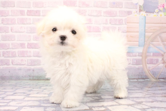 大阪府のマルチーズ (Coo&RIKU天王寺店/2025年11月23日生まれ/女の子/ホワイト)の子犬の3枚目の画像