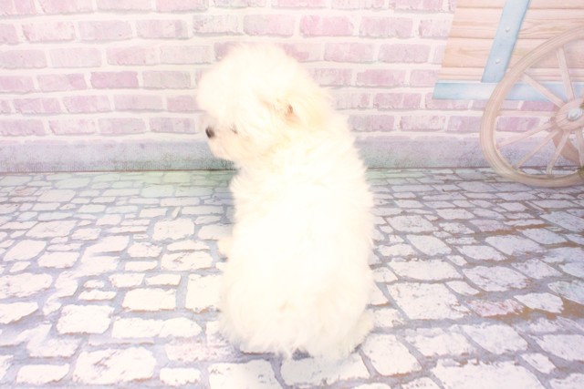 大阪府のマルチーズ (Coo&RIKU天王寺店/2025年11月23日生まれ/女の子/ホワイト)の子犬の4枚目の画像