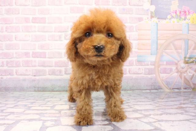 兵庫県のトイプードル(トイ) (Coo&RIKU丹波店/2025年11月27日生まれ/男の子/レッドフォーン)の子犬の1枚目の画像