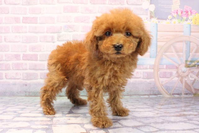 兵庫県のトイプードル(トイ) (Coo&RIKU丹波店/2025年11月27日生まれ/男の子/レッドフォーン)の子犬の2枚目の画像