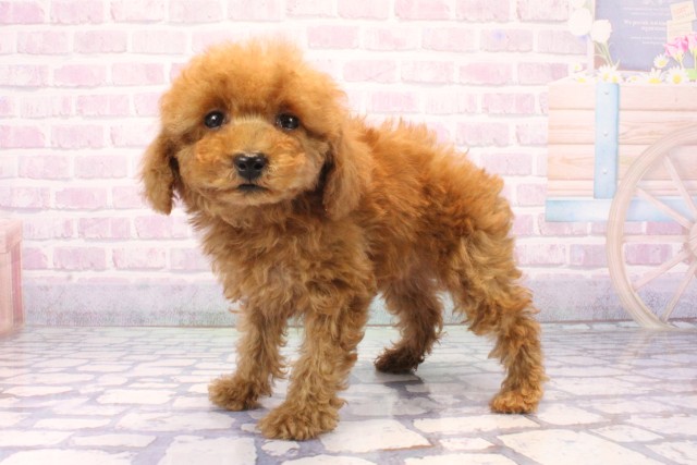 兵庫県のトイプードル(トイ) (Coo&RIKU丹波店/2025年11月27日生まれ/男の子/レッドフォーン)の子犬の3枚目の画像