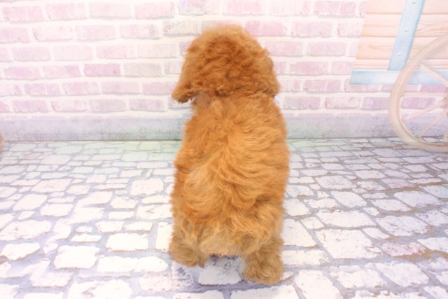 兵庫県のトイプードル(トイ) (Coo&RIKU丹波店/2025年11月27日生まれ/男の子/レッドフォーン)の子犬の4枚目の画像