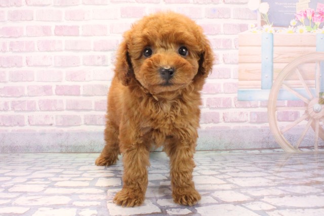 大阪府のトイプードル(トイ) (Coo&RIKU和泉店/2025年11月26日生まれ/女の子/レッドフォーン)の子犬