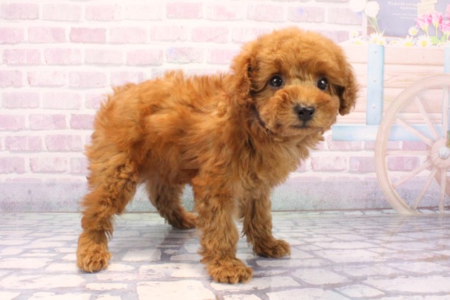 大阪府のトイプードル(トイ) (Coo&RIKU和泉店/2025年11月26日生まれ/女の子/レッドフォーン)の子犬の2枚目の画像