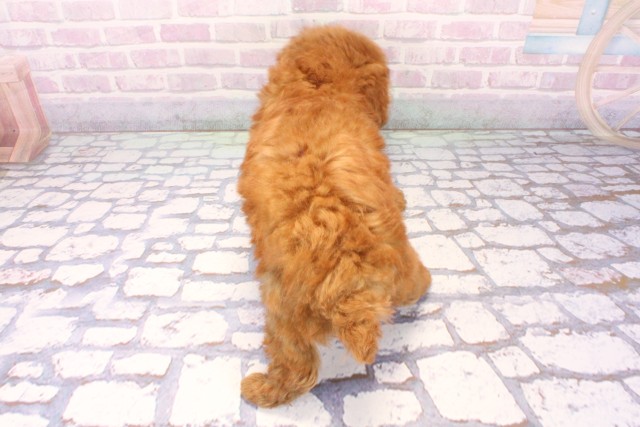 大阪府のトイプードル(トイ) (Coo&RIKU和泉店/2025年11月26日生まれ/女の子/レッドフォーン)の子犬の4枚目の画像