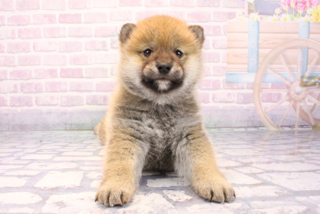 大阪府の柴犬(標準サイズ) (Coo&RIKU東大阪店/2025年11月23日生まれ/男の子/赤)の子犬の1枚目の画像