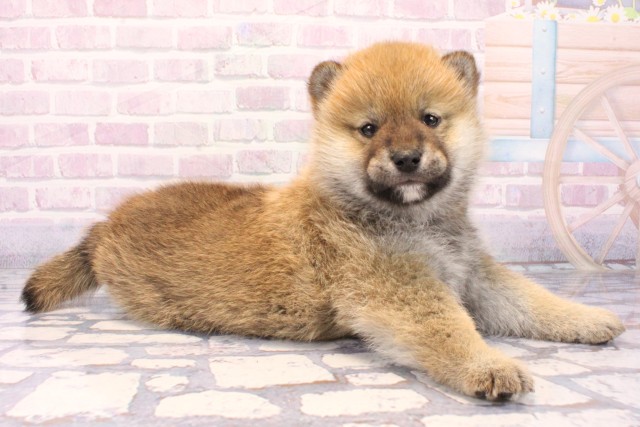 大阪府の柴犬(標準サイズ) (Coo&RIKU東大阪店/2025年11月23日生まれ/男の子/赤)の子犬の2枚目の画像