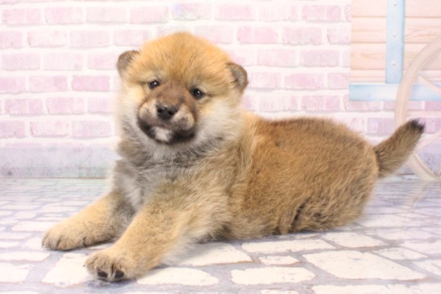 大阪府の柴犬(標準サイズ) (Coo&RIKU東大阪店/2025年11月23日生まれ/男の子/赤)の子犬の3枚目の画像