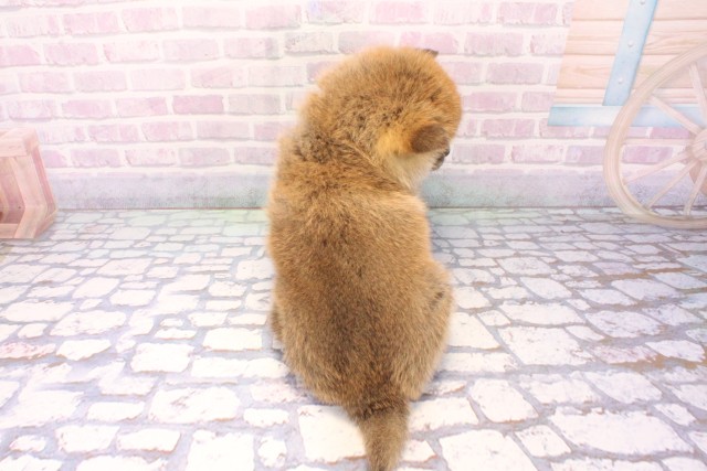 大阪府の柴犬(標準サイズ) (Coo&RIKU東大阪店/2025年11月23日生まれ/男の子/赤)の子犬の4枚目の画像