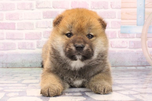 兵庫県の柴犬(標準サイズ) (Coo&RIKU丹波店/2025年11月23日生まれ/男の子/赤)の子犬の1枚目の画像