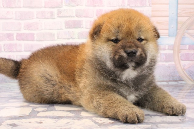 兵庫県の柴犬(標準サイズ) (Coo&RIKU丹波店/2025年11月23日生まれ/男の子/赤)の子犬の2枚目の画像