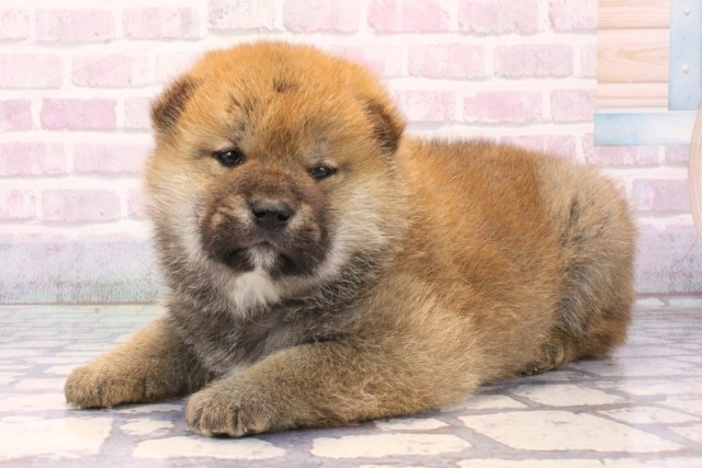 兵庫県の柴犬(標準サイズ) (Coo&RIKU丹波店/2025年11月23日生まれ/男の子/赤)の子犬の3枚目の画像