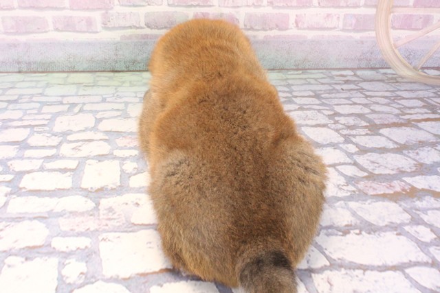 兵庫県の柴犬(標準サイズ) (Coo&RIKU丹波店/2025年11月23日生まれ/男の子/赤)の子犬の4枚目の画像