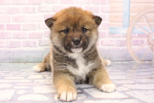 大阪府の柴犬(標準サイズ) (Coo&RIKU松原店/2025年11月23日生まれ/女の子/赤)の子犬の1枚目の画像