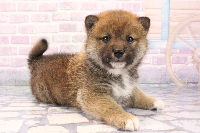 大阪府の柴犬(標準サイズ) (Coo&RIKU松原店/2025年11月23日生まれ/女の子/赤)の子犬の2枚目の画像