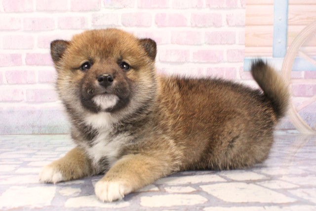 大阪府の柴犬(標準サイズ) (Coo&RIKU松原店/2025年11月23日生まれ/女の子/赤)の子犬の3枚目の画像