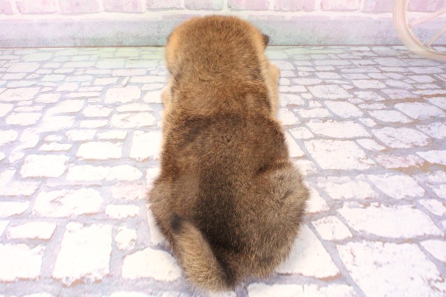 大阪府の柴犬(標準サイズ) (Coo&RIKU松原店/2025年11月23日生まれ/女の子/赤)の子犬の4枚目の画像