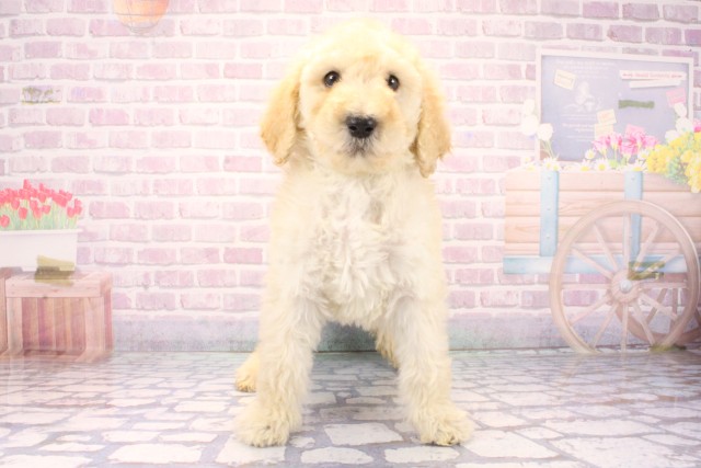 滋賀県のスタンダードプードル (Coo&RIKU東近江店/2025年11月27日生まれ/男の子/ペールフォーン)の子犬の1枚目の画像