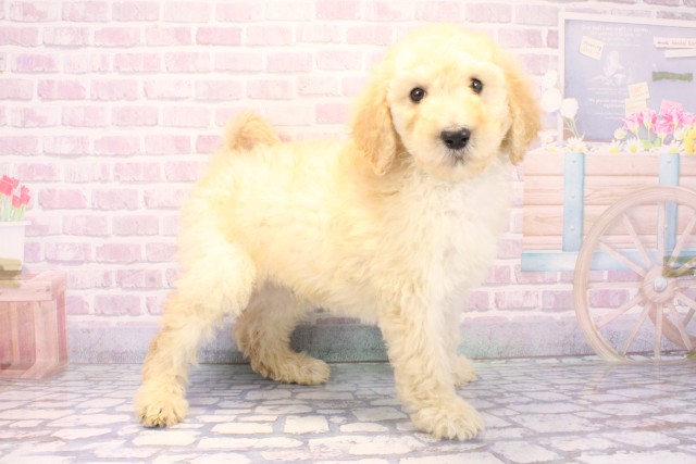 滋賀県のスタンダードプードル (Coo&RIKU東近江店/2025年11月27日生まれ/男の子/ペールフォーン)の子犬の2枚目の画像