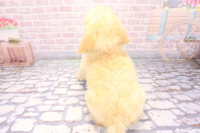 滋賀県のスタンダードプードル (Coo&RIKU東近江店/2025年11月27日生まれ/男の子/ペールフォーン)の子犬の4枚目の画像