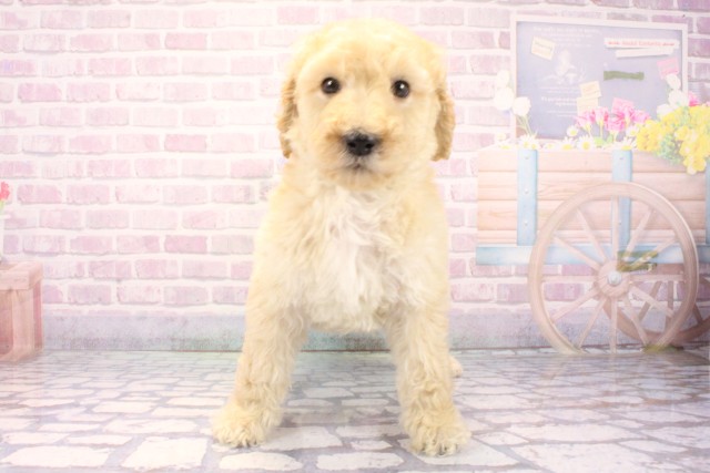 兵庫県のスタンダードプードル (Coo&RIKU丹波店/2025年11月27日生まれ/男の子/ペールフォーン)の子犬の1枚目の画像