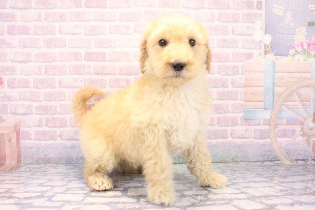 兵庫県のスタンダードプードル (Coo&RIKU丹波店/2025年11月27日生まれ/男の子/ペールフォーン)の子犬の2枚目の画像