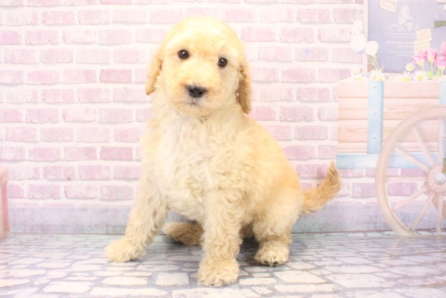 兵庫県のスタンダードプードル (Coo&RIKU丹波店/2025年11月27日生まれ/男の子/ペールフォーン)の子犬の3枚目の画像