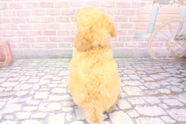 兵庫県のスタンダードプードル (Coo&RIKU丹波店/2025年11月27日生まれ/男の子/ペールフォーン)の子犬の4枚目の画像